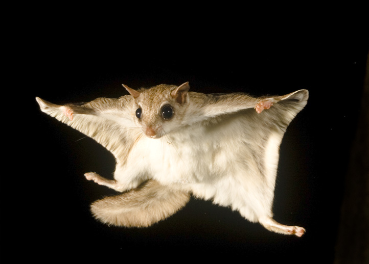 Southern Flying Squirrel