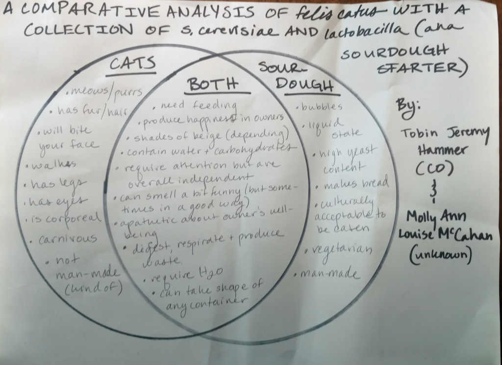 A Comparative Analysis of Cats and Sourdough (this is what I did this&nbsp;week)